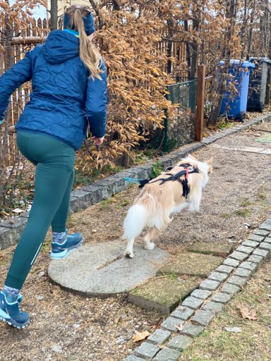 Frau joggt gemeinsam mit einem Hund auf einem Weg durch einen parkähnlichen Bereich.