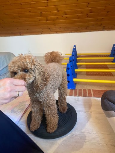 Ein brauner Pudel steht auf einer Plattform, während eine Hand sich ihm nähert.