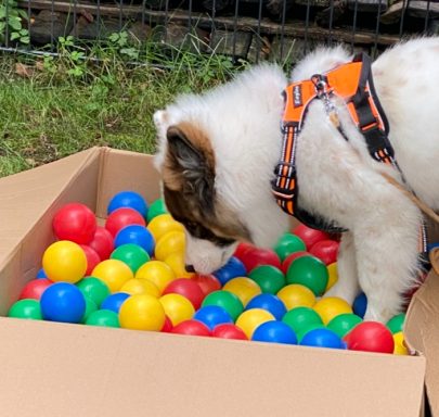 Ein Hund mit Geschirr schnüffelt in einer Kiste voller bunter Bälle.