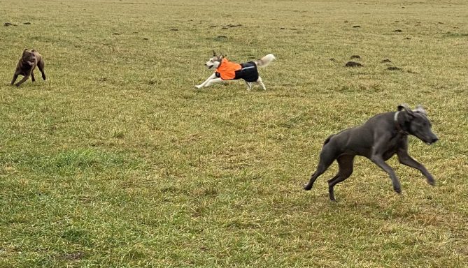 Drei Hunde spielen auf einer Wiese, einer trägt ein oranges Shirt.