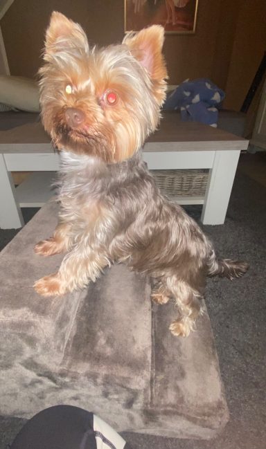 Ein Yorkshire Terrier sitzt auf einer Couch und schaut aufmerksam.