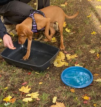 Ein Hund steht in eine Schüssel und schnuppert an einem Leckerli neben einer Wasserschale.