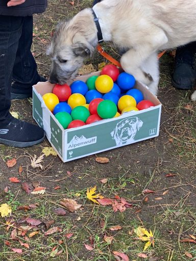 Ein Hund schnüffelt an einer Kiste mit bunten Bällen in einem herbstlichen Park.